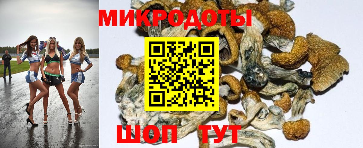 Галлюциногенные грибы Psilocybe Торжок